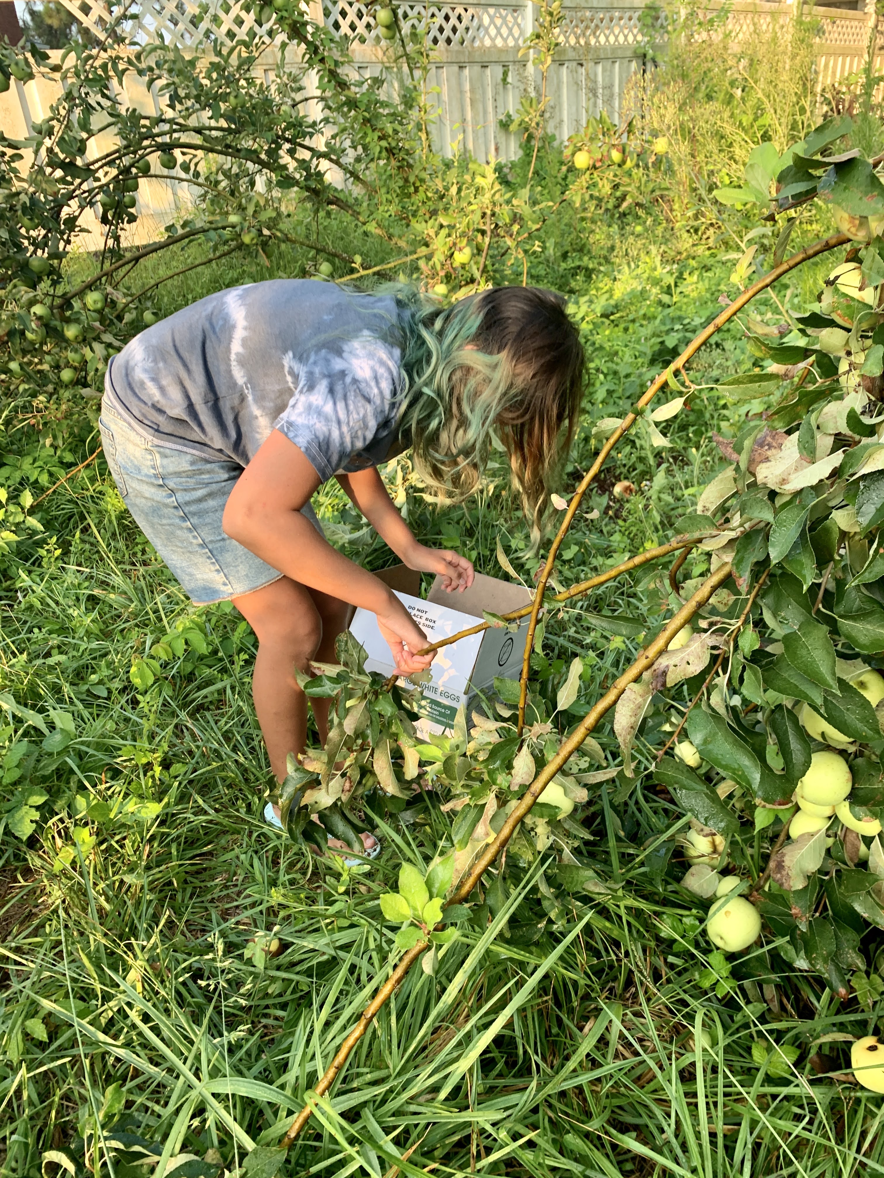 Fruit trees